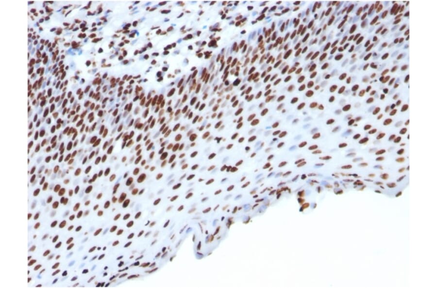 Immunohistochemistry - Anti-Histone H1 Antibody [HH1/957] - BSA and Azide free (A251985) - Antibodies.com