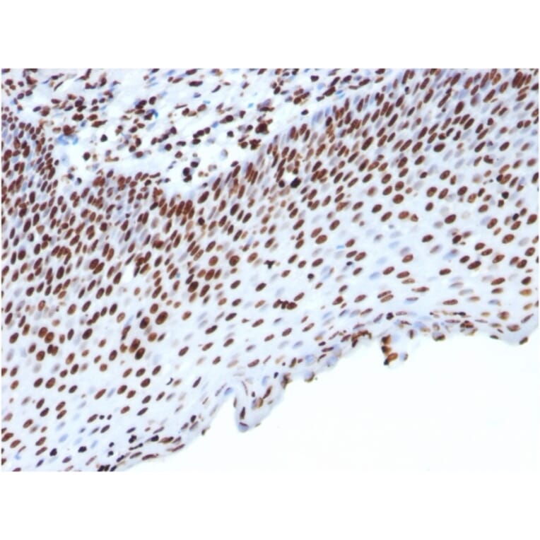 Immunohistochemistry - Anti-Histone H1 Antibody [HH1/957] - BSA and Azide free (A251985) - Antibodies.com