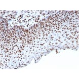 Immunohistochemistry - Anti-Histone H1 Antibody [HH1/957] - BSA and Azide free (A251985) - Antibodies.com