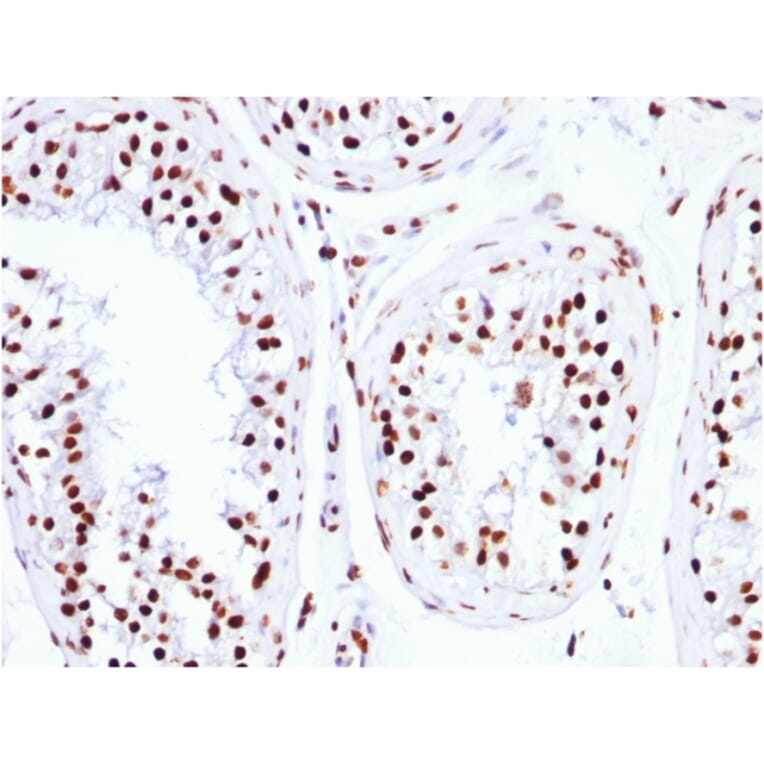 Immunohistochemistry - Anti-Histone H1 Antibody [HH1/957] - BSA and Azide free (A251985) - Antibodies.com