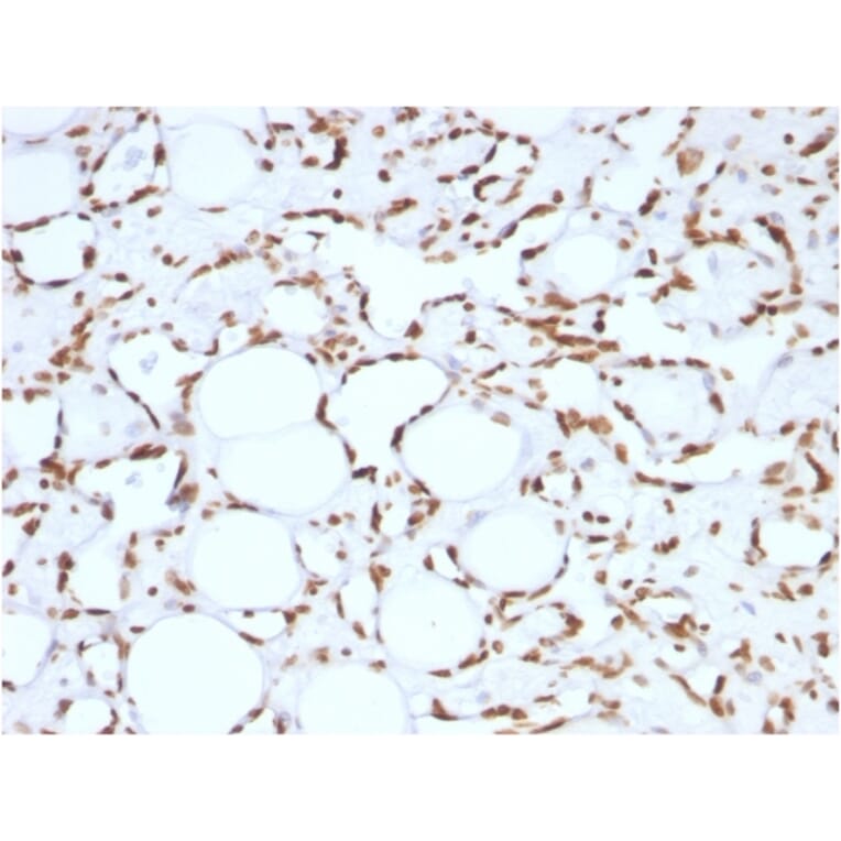 Immunohistochemistry - Anti-Histone H1 Antibody [HH1/957] - BSA and Azide free (A251985) - Antibodies.com