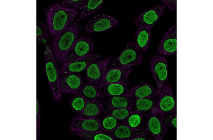 Immunofluorescence - Anti-Histone H1 Antibody [HH1/957] - BSA and Azide free (A251985) - Antibodies.com