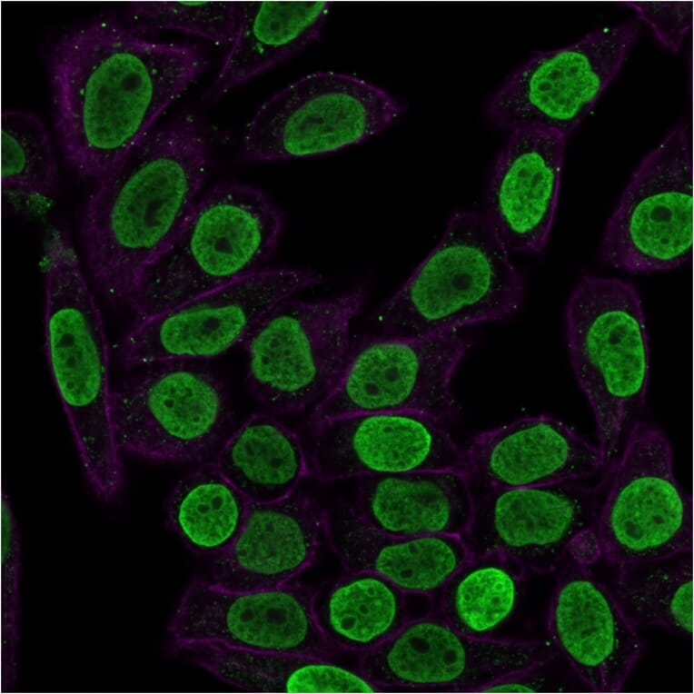 Immunofluorescence - Anti-Histone H1 Antibody [HH1/957] - BSA and Azide free (A251985) - Antibodies.com