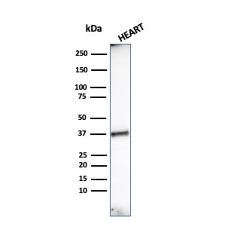 Western Blot - Anti-Histone H1 Antibody [HH1/957] - BSA and Azide free (A251985) - Antibodies.com