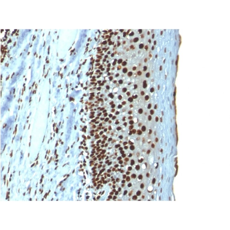 Immunohistochemistry - Anti-Histone H1 Antibody [r1415-1] - BSA and Azide free (A251986) - Antibodies.com