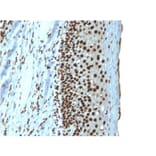 Immunohistochemistry - Anti-Histone H1 Antibody [r1415-1] - BSA and Azide free (A251986) - Antibodies.com