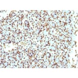 Immunohistochemistry - Anti-Histone H1 Antibody [r1415-1] - BSA and Azide free (A251986) - Antibodies.com