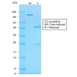 SDS-PAGE - Anti-Histone H1 Antibody [r1415-1] - BSA and Azide free (A251986) - Antibodies.com