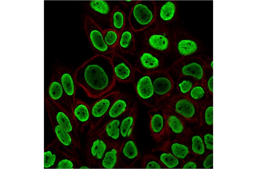 Immunofluorescence - Anti-Histone H1 Antibody [r1415-1] - BSA and Azide free (A251986) - Antibodies.com