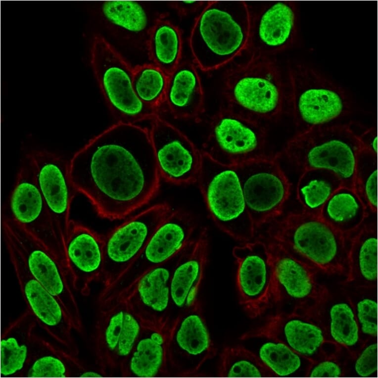 Immunofluorescence - Anti-Histone H1 Antibody [r1415-1] - BSA and Azide free (A251986) - Antibodies.com