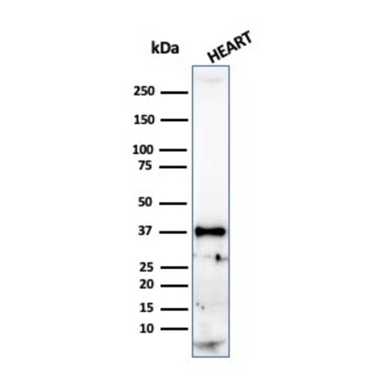 Western Blot - Anti-Histone H1 Antibody [r1415-1] - BSA and Azide free (A251986) - Antibodies.com