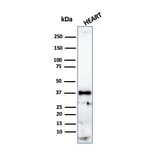 Western Blot - Anti-Histone H1 Antibody [r1415-1] - BSA and Azide free (A251986) - Antibodies.com