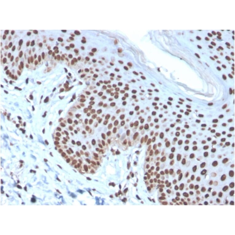 Immunohistochemistry - Anti-Histone H1 Antibody [rAE-4] - BSA and Azide free (A251987) - Antibodies.com