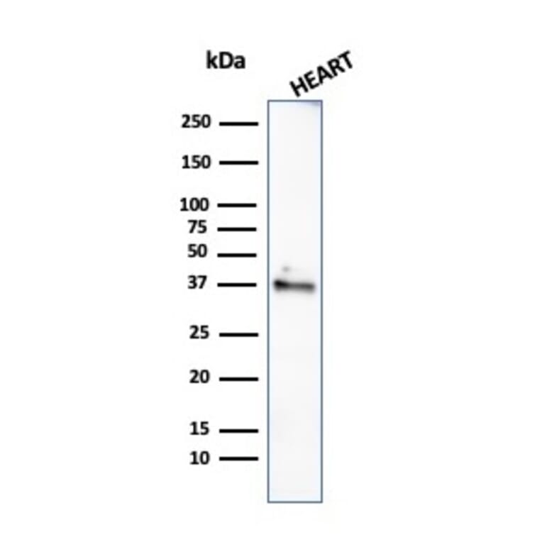 Western Blot - Anti-Histone H1 Antibody [rAE-4] - BSA and Azide free (A251987) - Antibodies.com
