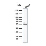 Western Blot - Anti-Histone H1 Antibody [rAE-4] - BSA and Azide free (A251987) - Antibodies.com