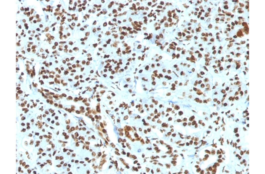 Immunohistochemistry - Anti-Histone H1 Antibody [HH1/1784R] - BSA and Azide free (A251988) - Antibodies.com