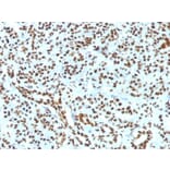 Immunohistochemistry - Anti-Histone H1 Antibody [HH1/1784R] - BSA and Azide free (A251988) - Antibodies.com