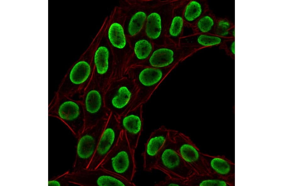 Immunofluorescence - Anti-Histone H1 Antibody [HH1/1784R] - BSA and Azide free (A251988) - Antibodies.com