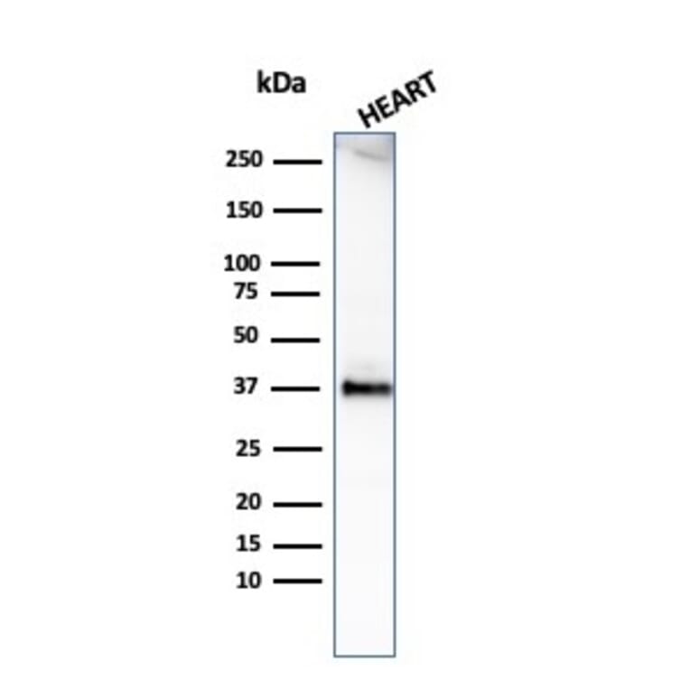 Western Blot - Anti-Histone H1 Antibody [HH1/1784R] - BSA and Azide free (A251988) - Antibodies.com