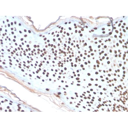 Immunohistochemistry - Anti-Histone H1 Antibody [AE-4] - BSA and Azide free (A251989) - Antibodies.com