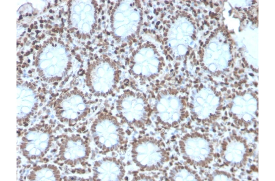 Immunohistochemistry - Anti-Histone H1 Antibody [AE-4] - BSA and Azide free (A251989) - Antibodies.com