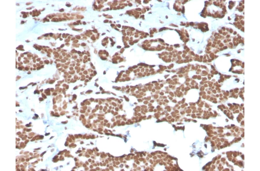 Immunohistochemistry - Anti-Histone H1 Antibody [AE-4] - BSA and Azide free (A251989) - Antibodies.com
