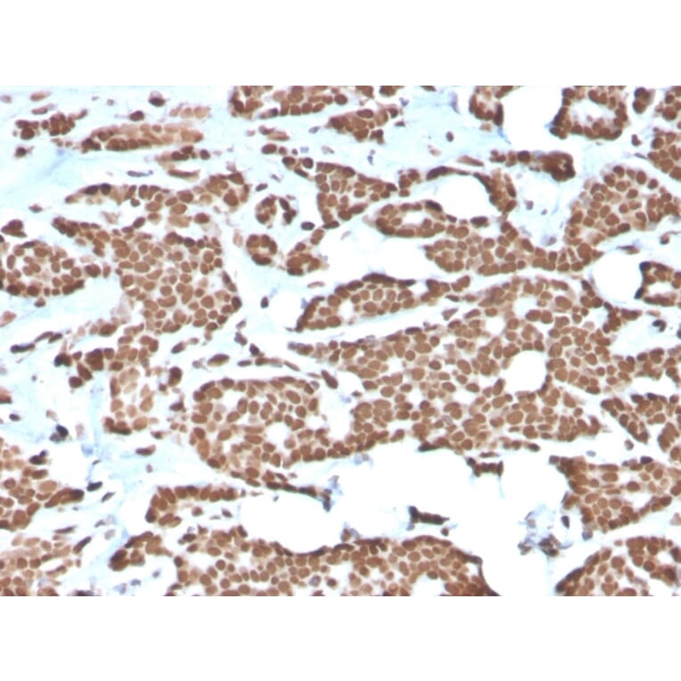 Immunohistochemistry - Anti-Histone H1 Antibody [AE-4] - BSA and Azide free (A251989) - Antibodies.com