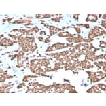 Immunohistochemistry - Anti-Histone H1 Antibody [AE-4] - BSA and Azide free (A251989) - Antibodies.com