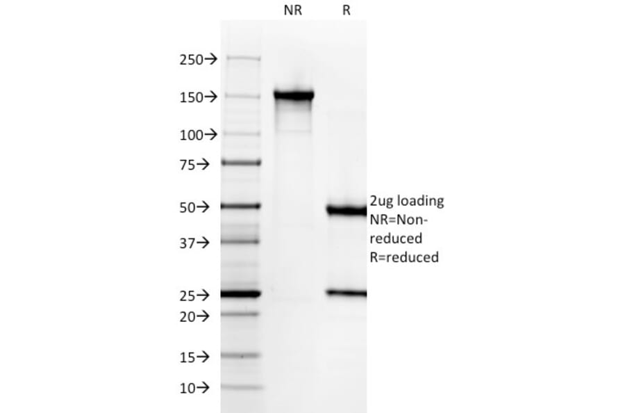 SDS-PAGE - Anti-Histone H1 Antibody [AE-4] - BSA and Azide free (A251989) - Antibodies.com