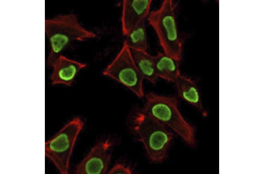 Immunofluorescence - Anti-Histone H1 Antibody [AE-4] - BSA and Azide free (A251988) - Antibodies.com