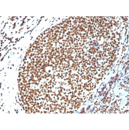 Immunohistochemistry - Anti-Histone H1 Antibody - BSA and Azide free (A251990) - Antibodies.com