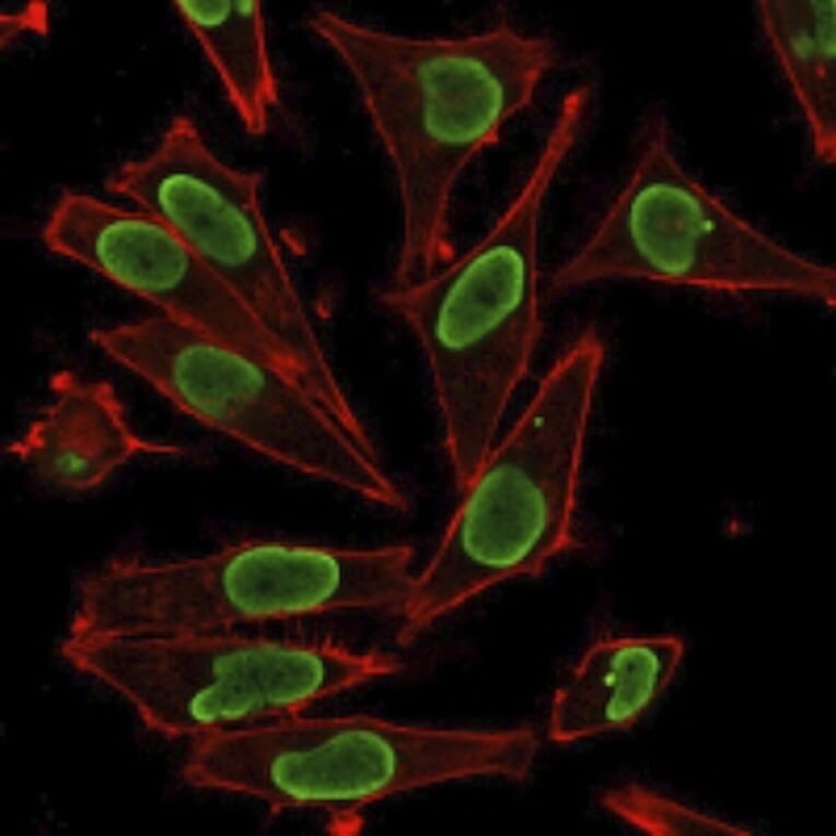 Immunofluorescence - Anti-Histone H1 Antibody - BSA and Azide free (A251990) - Antibodies.com
