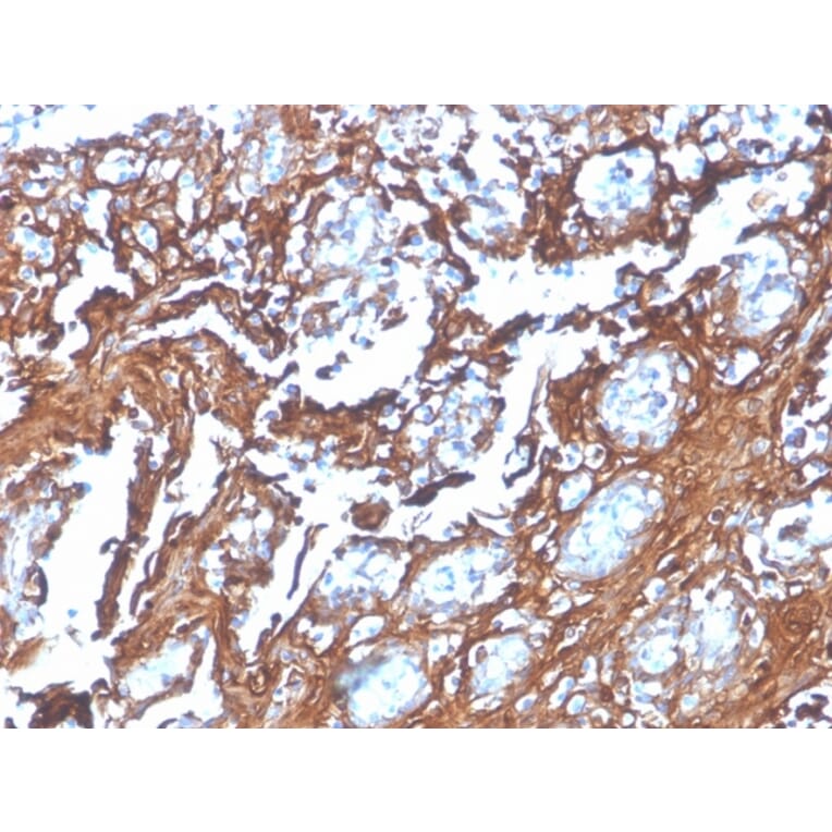 Immunohistochemistry - Anti-Annexin A1 Antibody [rANXA1/4310] - BSA and Azide free (A251990) - Antibodies.com