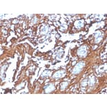 Immunohistochemistry - Anti-Annexin A1 Antibody [rANXA1/4310] - BSA and Azide free (A251990) - Antibodies.com