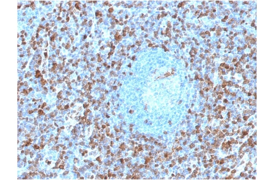 Immunohistochemistry - Anti-Annexin A1 Antibody [ANXA1/1671] - BSA and Azide free (A251992) - Antibodies.com