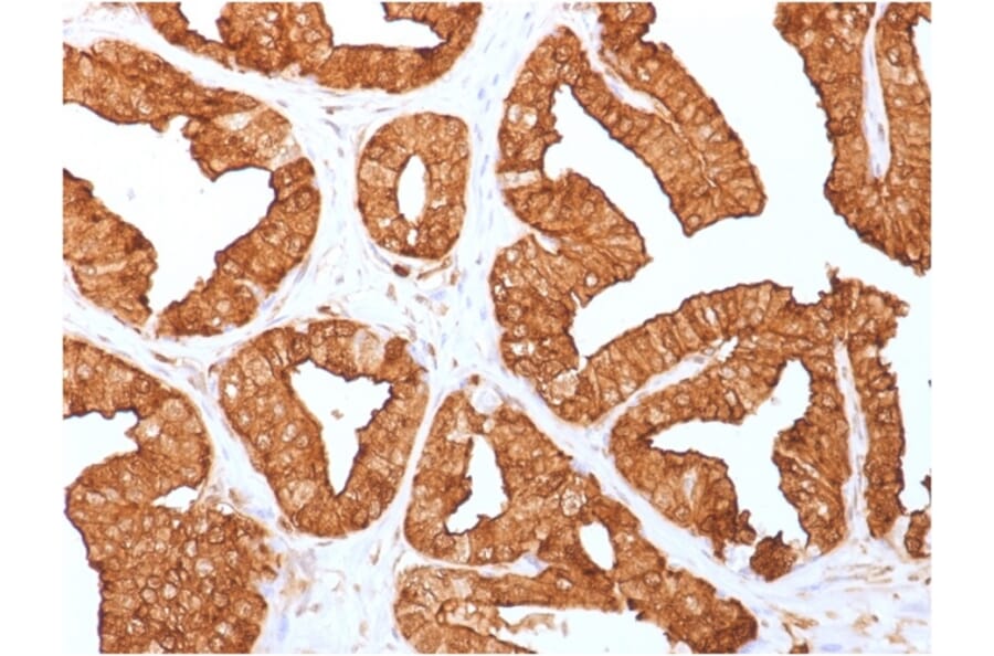 Immunohistochemistry - Anti-Annexin A1 Antibody [ANXA1/1671] - BSA and Azide free (A251992) - Antibodies.com