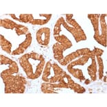 Immunohistochemistry - Anti-Annexin A1 Antibody [ANXA1/1671] - BSA and Azide free (A251992) - Antibodies.com