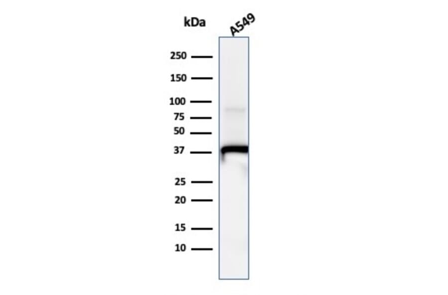 Western Blot - Anti-Annexin A1 Antibody [ANXA1/1671] - BSA and Azide free (A251992) - Antibodies.com