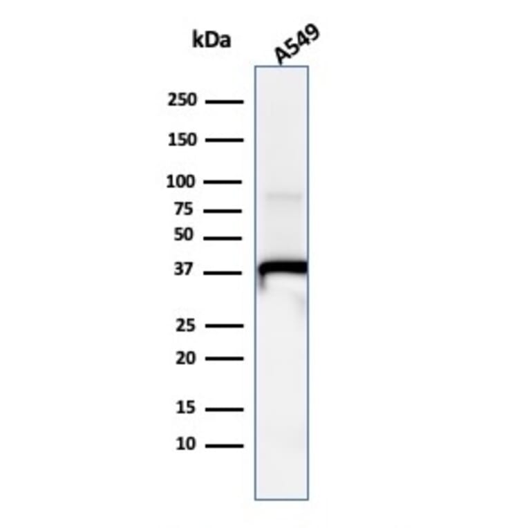 Western Blot - Anti-Annexin A1 Antibody [ANXA1/1671] - BSA and Azide free (A251992) - Antibodies.com