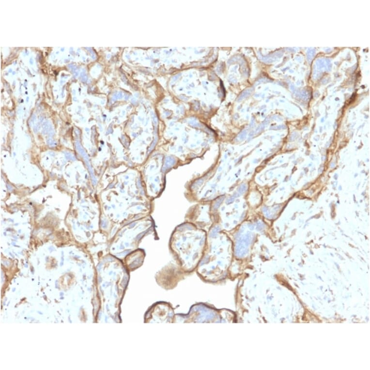 Immunohistochemistry - Anti-Annexin A1 Antibody [CPTC-ANXA1-1] - BSA and Azide free (A251994) - Antibodies.com