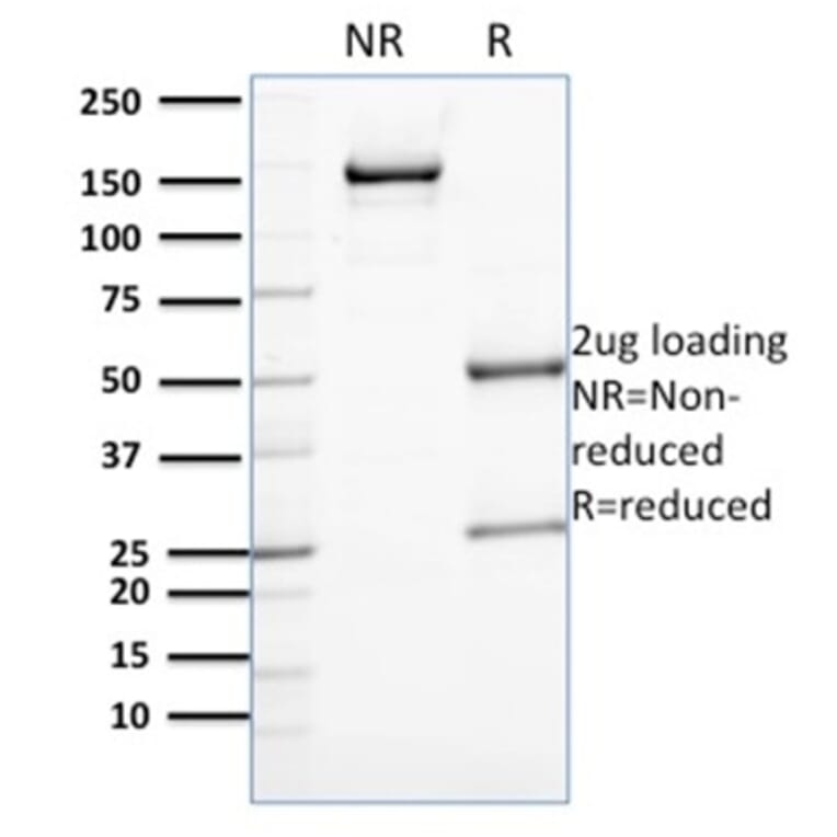 SDS-PAGE - Anti-Annexin A1 Antibody [CPTC-ANXA1-1] - BSA and Azide free (A251994) - Antibodies.com