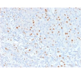 Immunohistochemistry - Anti-Annexin A1 Antibody [6E4/3] - BSA and Azide free (A251995) - Antibodies.com