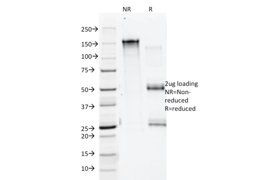 SDS-PAGE - Anti-Annexin A1 Antibody [5E4/1] - BSA and Azide free (A251996) - Antibodies.com