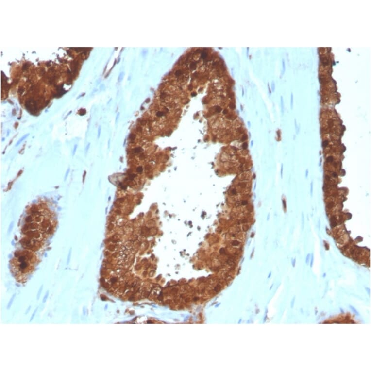 Immunohistochemistry - Anti-Annexin A1 Antibody [ANXA1/3566] - BSA and Azide free (A251997) - Antibodies.com