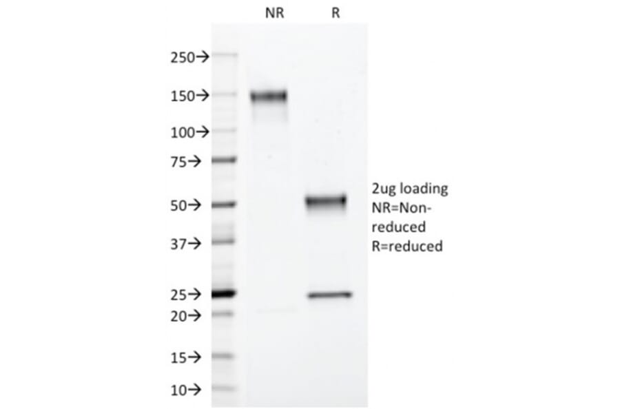 SDS-PAGE - Anti-Annexin A1 Antibody [ANXA1/3566] - BSA and Azide free (A251997) - Antibodies.com
