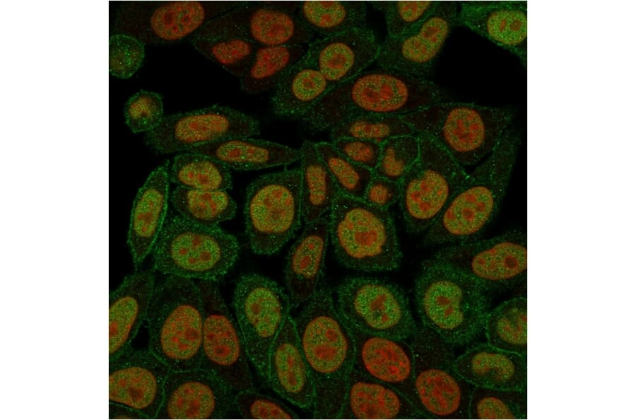 Immunofluorescence - Anti-Annexin A1 Antibody [ANXA1/3566] - BSA and Azide free (A251997) - Antibodies.com