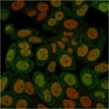 Immunofluorescence - Anti-Annexin A1 Antibody [ANXA1/3566] - BSA and Azide free (A251997) - Antibodies.com