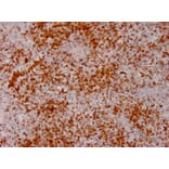 Immunohistochemistry - Anti-Annexin A1 Antibody [ANXA1/3566] - BSA and Azide free (A251997) - Antibodies.com