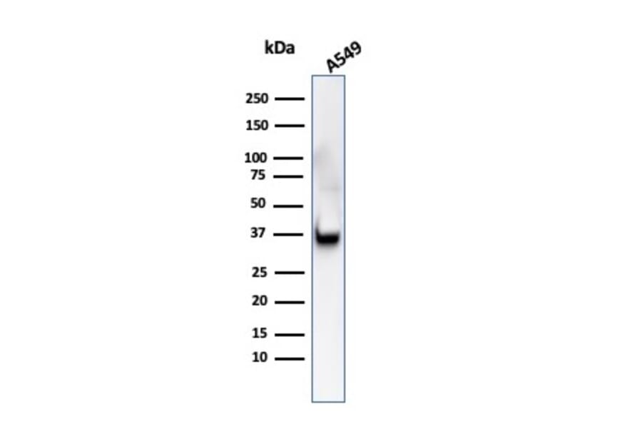 Western Blot - Anti-Annexin A1 Antibody [ANXA1/3566] - BSA and Azide free (A251997) - Antibodies.com