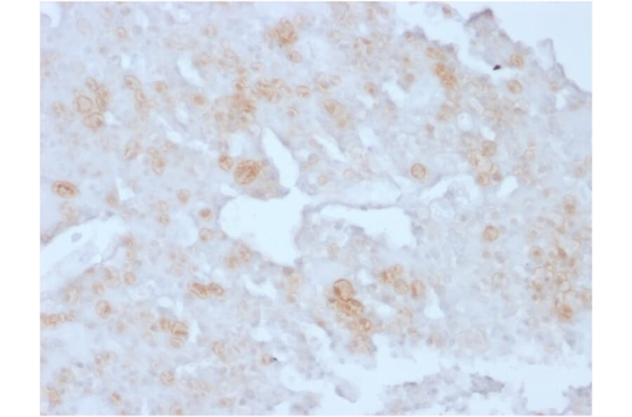 Immunohistochemistry - Anti-Annexin A1 Antibody [ANXA1/3727] - BSA and Azide free (A251997) - Antibodies.com
